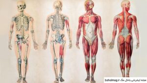 پزشک عمومی کیست؟ و سطح تحصیلات یک پزشک عمومی چگونه است؟ 2 اناتومی بدن انسان 1